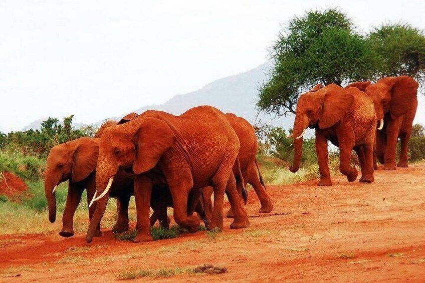 7 Days Kenya Wildlife and Diani Beach Safari