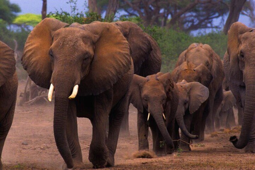 7 Days Kenya Wildlife and Diani Beach Safari