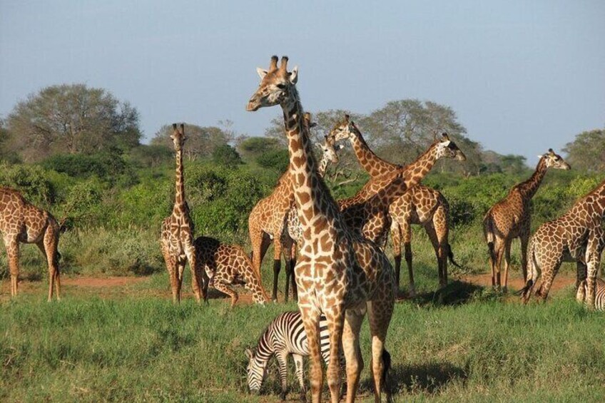 7 Days Kenya Wildlife and Diani Beach Safari