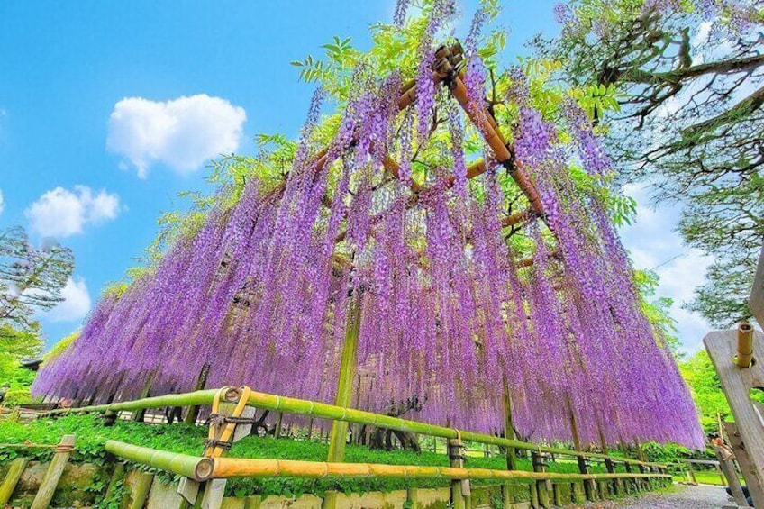 Kyoto & Nara & Uji: Full Day Sightseeing Tour from Osaka or Kyoto