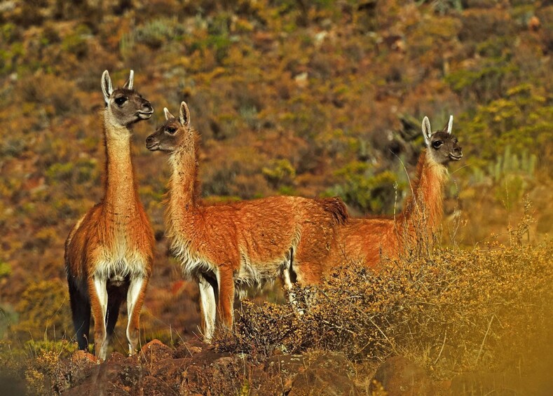 COLCA CANYON ONE DAY IN AREQUIPA