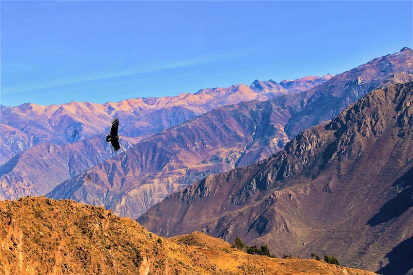 COLCA CANYON ONE DAY IN AREQUIPA