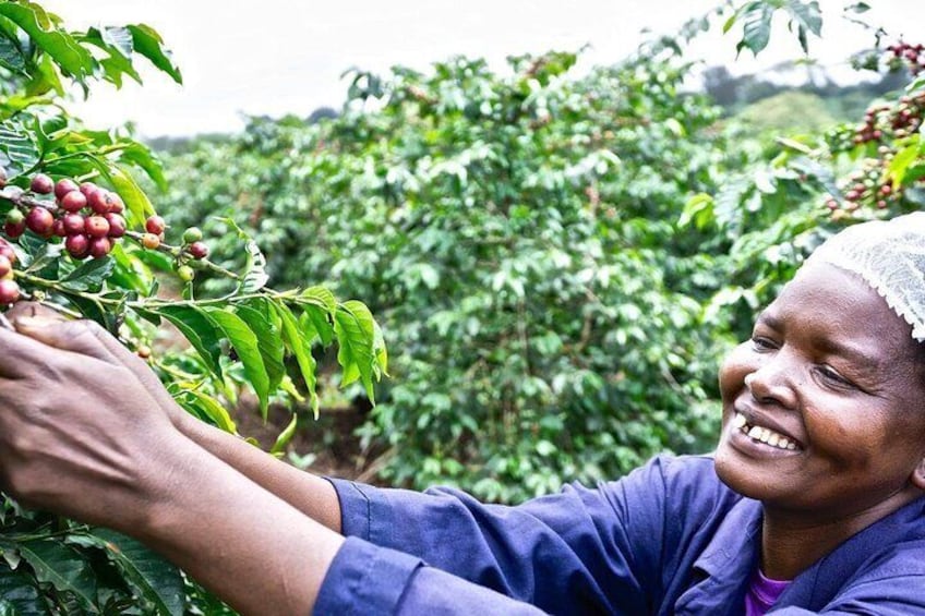 Coffee Farm Village and Factory Half Day Tour with Pick-Up
