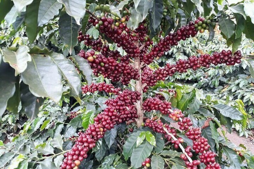 Coffee Farm Village and Factory Half Day Tour with Pick-Up