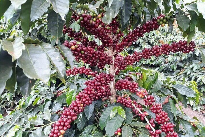 Coffee Farm Village and Factory Half Day Tour with Pick-Up