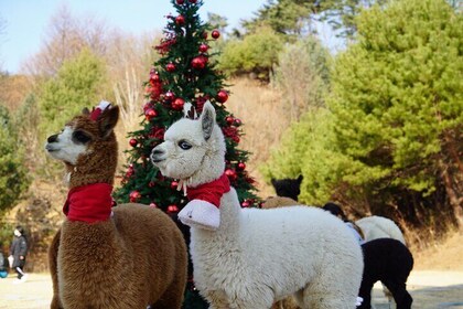 Alpaca and Nami and Eobi with Rail Bike or Strawberry