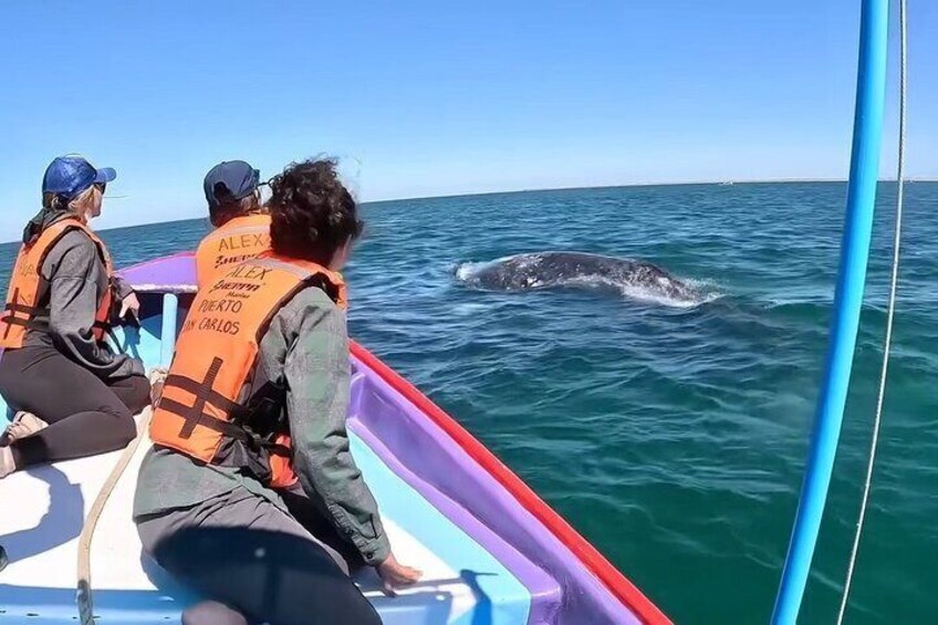 Up close and personal with a Gray Whale 