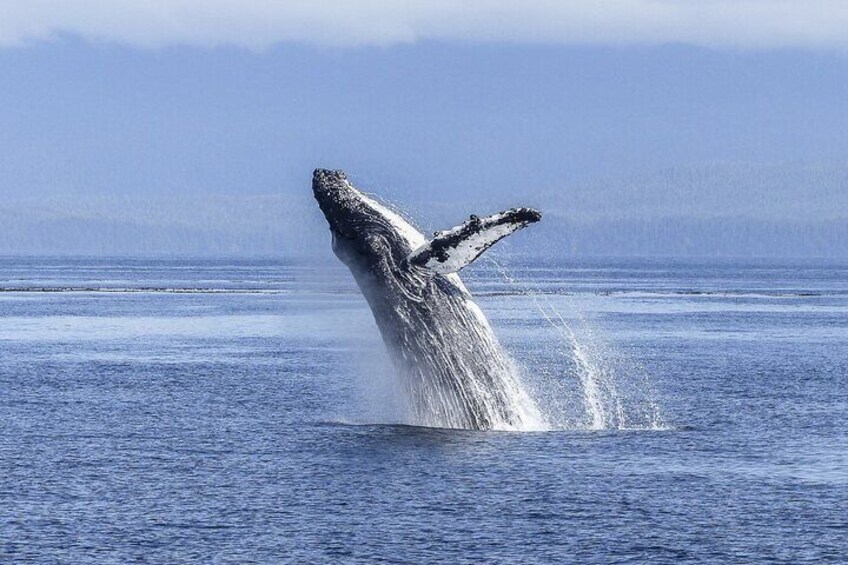 Private Whale Watching Tour from La Paz