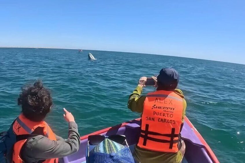 Many families of Gray Whales