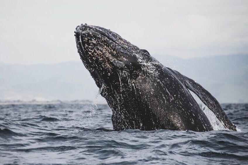 Gray Whale Spy Hopping