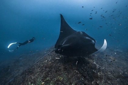 Private Snorkeling and Freediving Trip to Manta Point