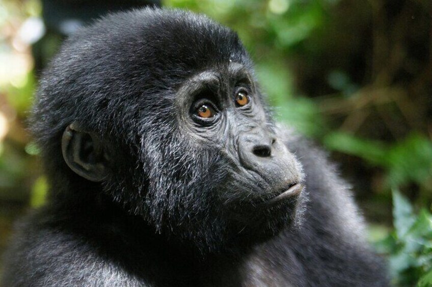 7 Days murchison falls with chimp and gorilla safari