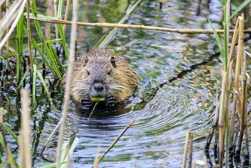 Beaver in Creek