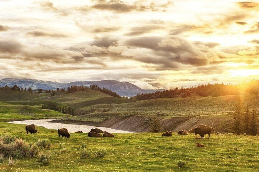 Bison Herd In Grass
