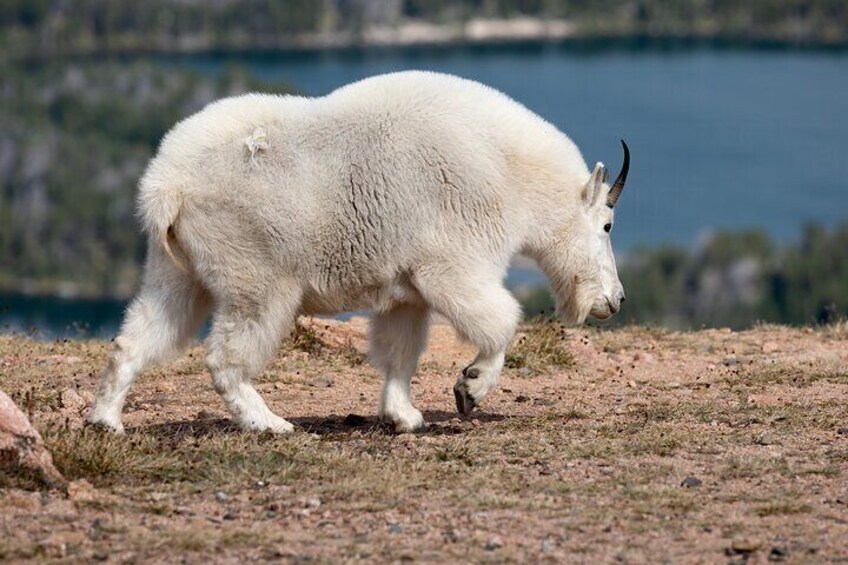 Mountain Goat