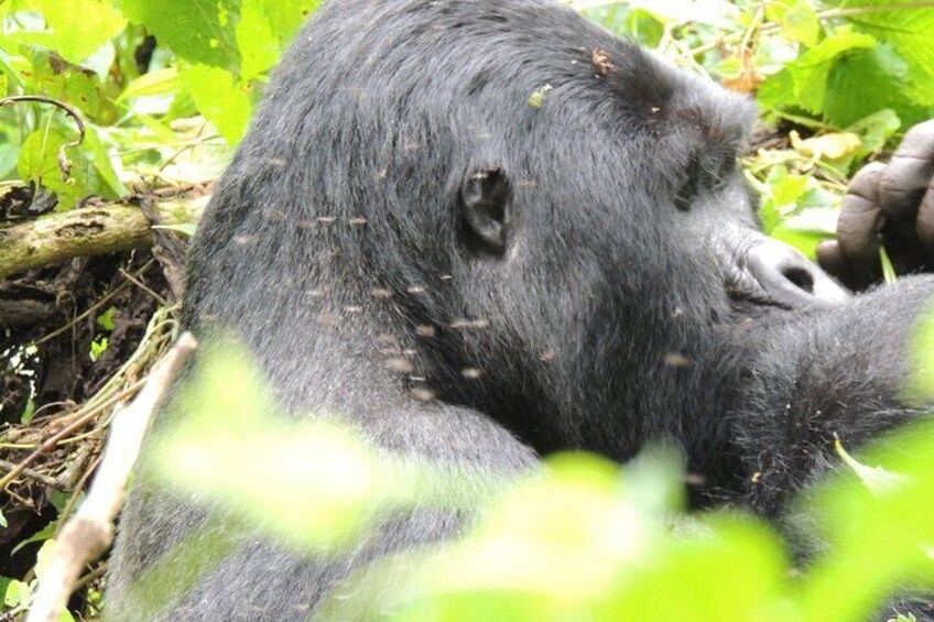 10 Days Tour in Uganda Wildlife with Gorillas