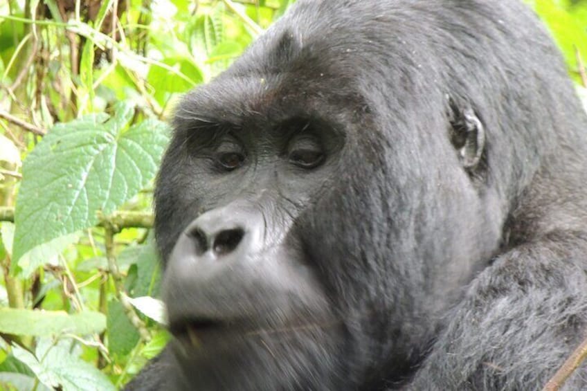 10 Days Tour in Uganda Wildlife with Gorillas