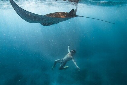 Shared Snorkelling 3-4 spot manta bay in Nusa Penida