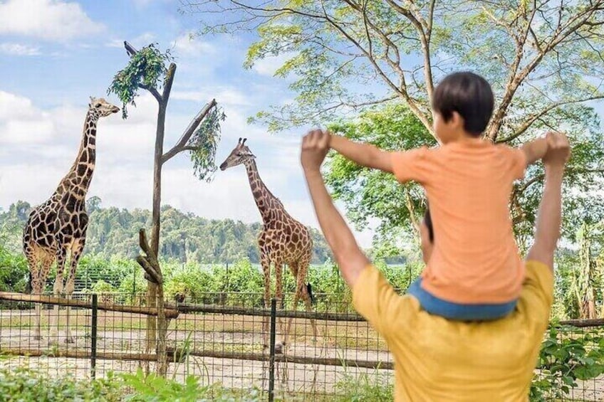 Singapore Zoo Tickets with Tram Ride