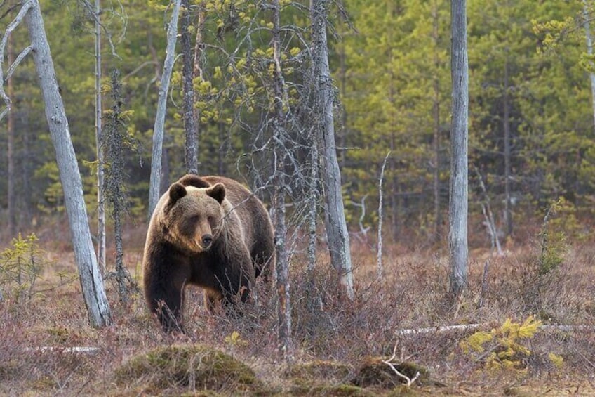 Grizzly Bear Walking Through Grass