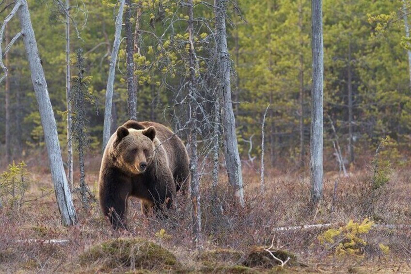 Grizzly Bear Walking Through Grass
