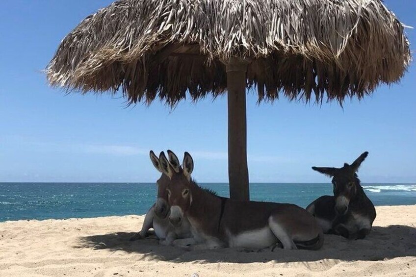 Private Surf Expedition in Baja, East Cape