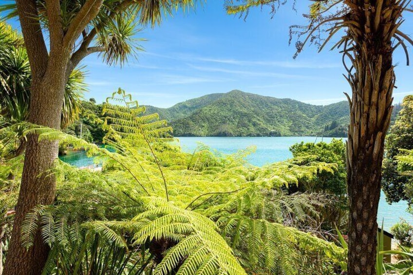 Marlborough Sounds Day Visit to Lochmara