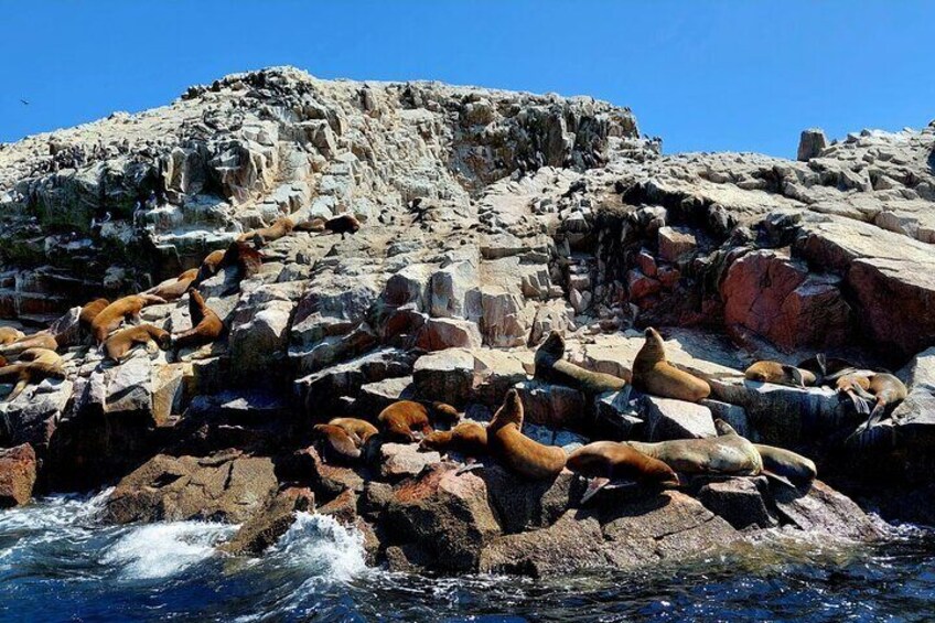 Male and female sealions 