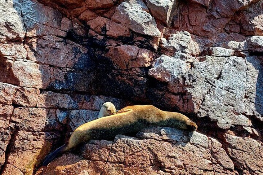 Sea lion pup nursing