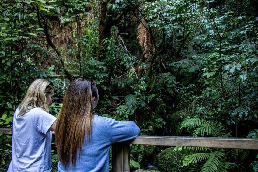 Crossing a bridge up to Kotukutuku Stream waterfall