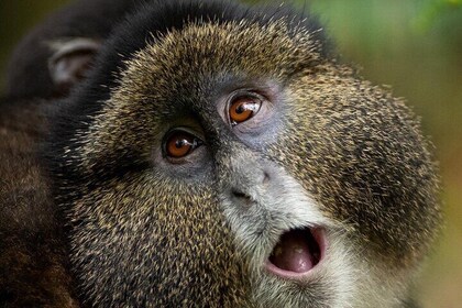One Day Golden Monkeys Trekking 及 Iby'iwacu 文化村