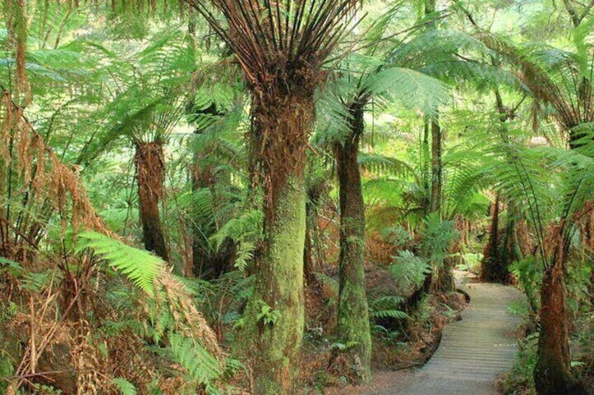 RAINFOREST WALK