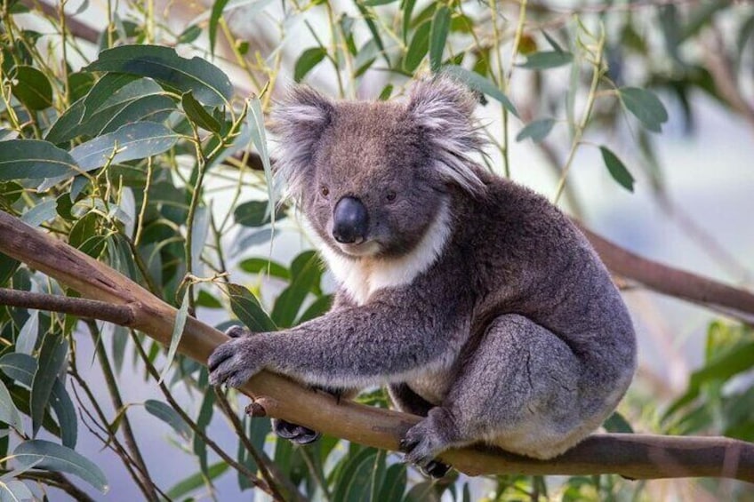 KOALA IN WILD