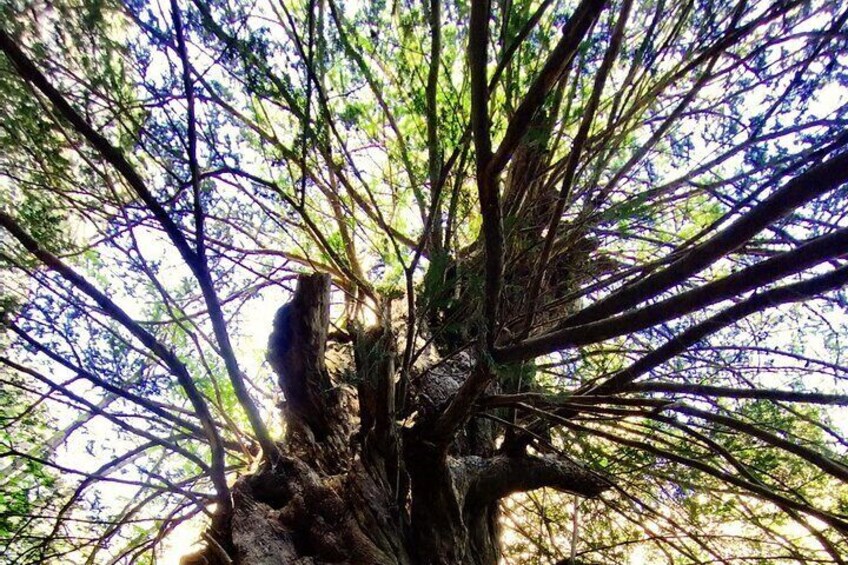 Forest Bathing in Prades Mountains