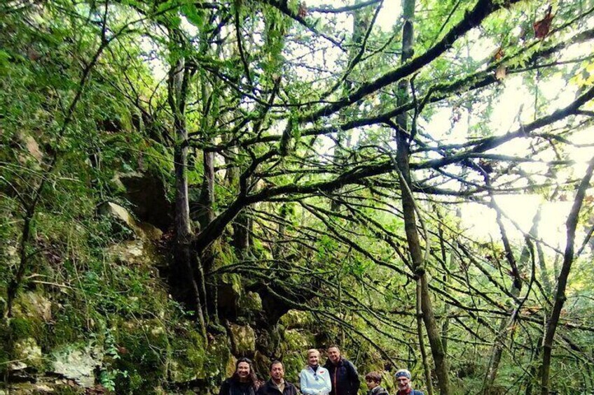 Forest Bathing in Prades Mountains