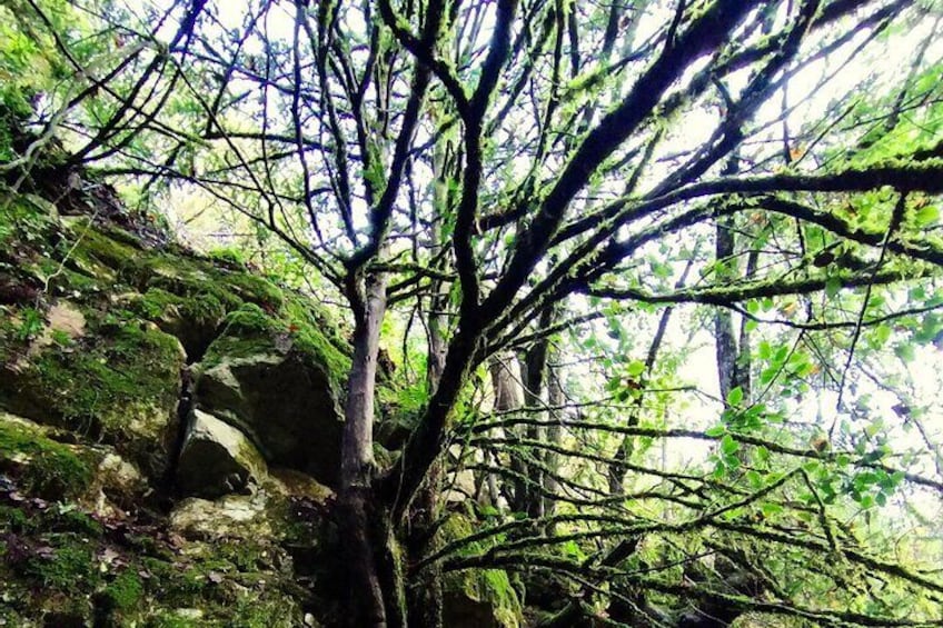 Forest Bathing in Prades Mountains