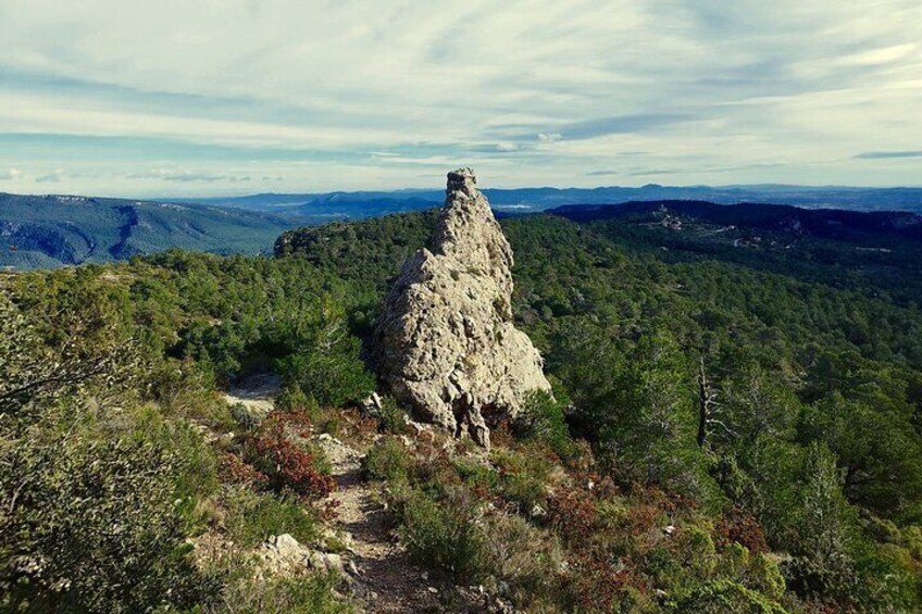 Forest Bathing in Prades Mountains