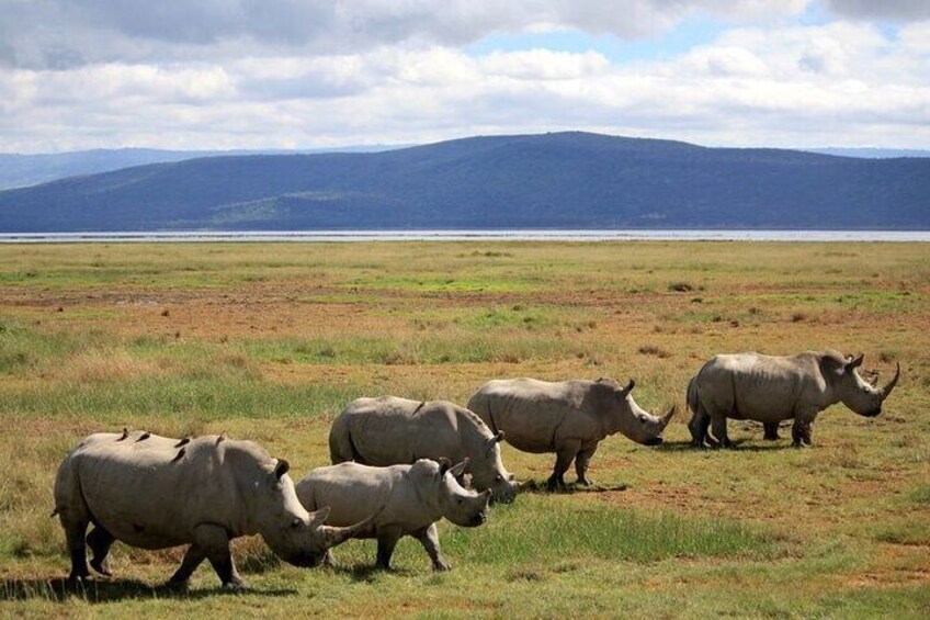 6 Days Rhino Conservation Safari in Kenya.