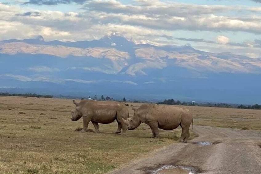 6 Days Rhino Conservation Safari in Kenya.