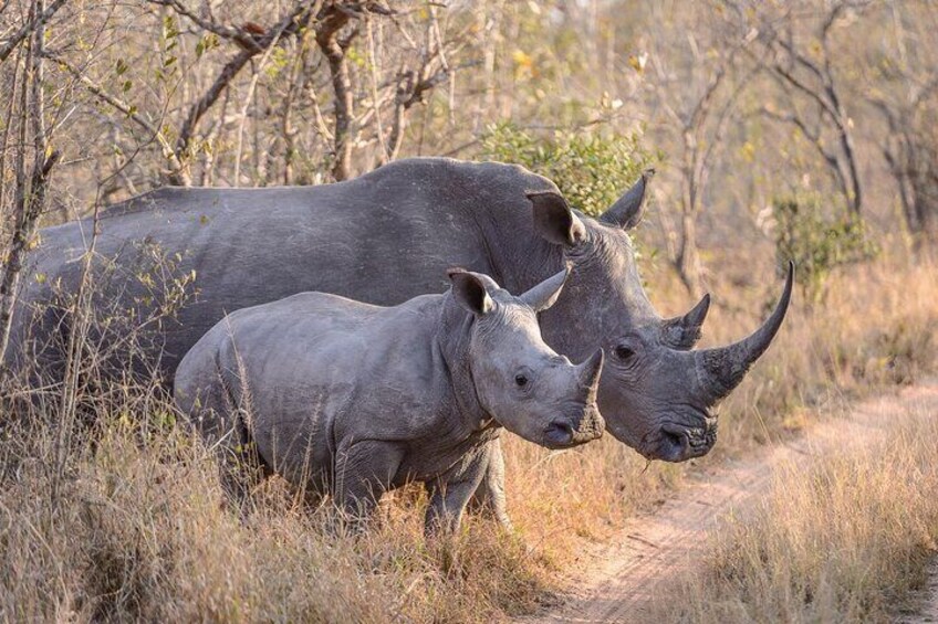 6 Days Rhino Conservation Safari in Kenya.