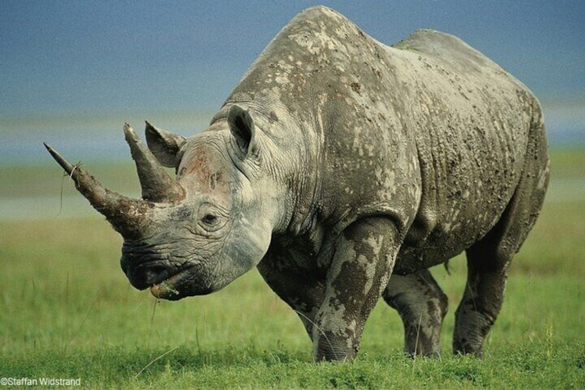 6 Days Rhino Conservation Safari in Kenya.