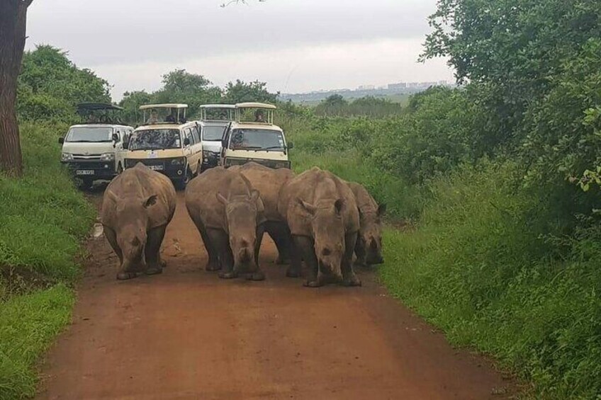 6 Days Rhino Conservation Safari in Kenya.