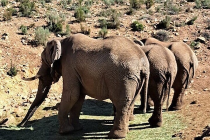 Privat rundtur i Big Five Safari nära Kapstaden 