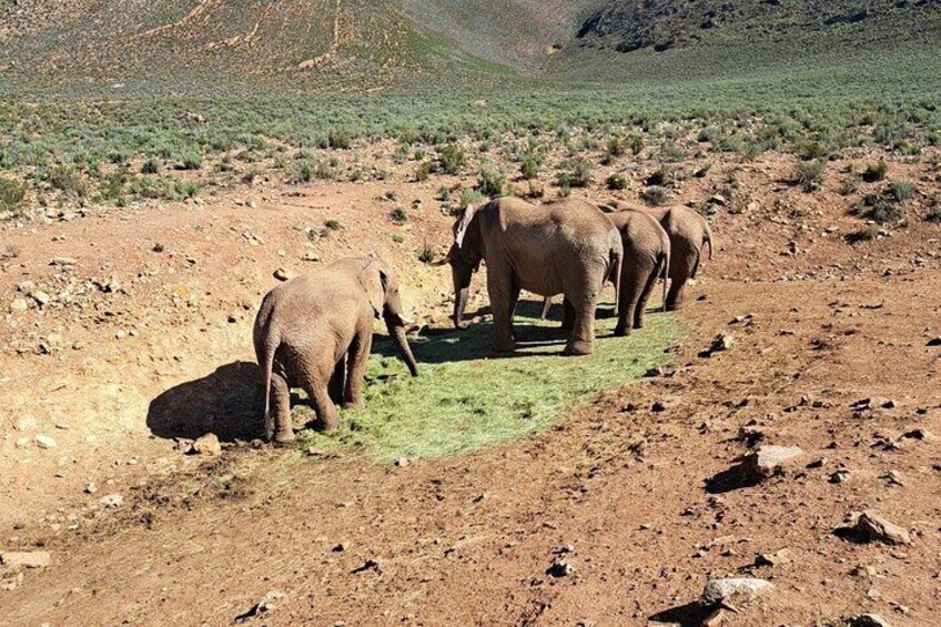 Private Tour of the Big Five Safari Near Cape Town 