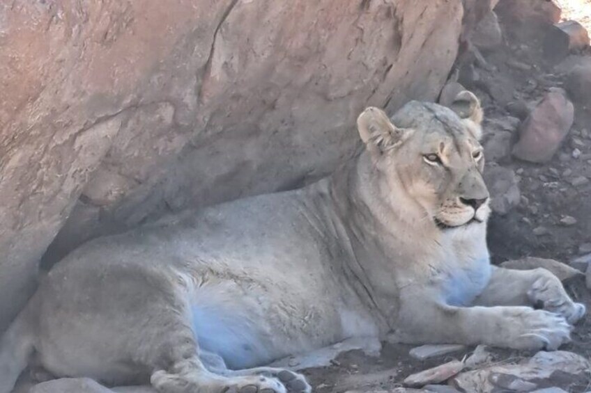 Private Tour of the Big Five Safari Near Cape Town 