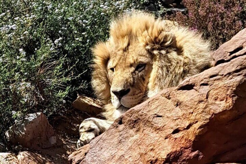 Private Tour of the Big Five Safari Near Cape Town 