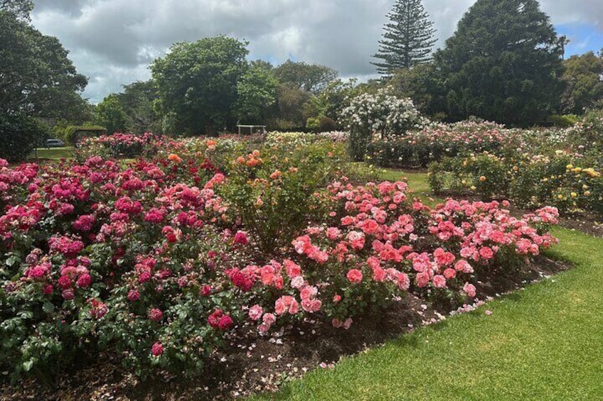 A 4 Hour Private City Excursion Unveiling Auckland's Treasures