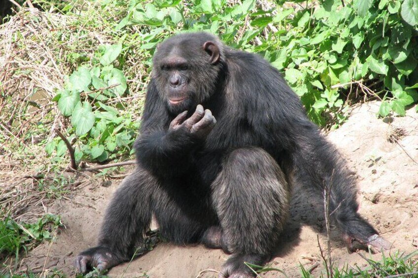 4 Days Ol Pejeta and Samburu National Reserve Safari