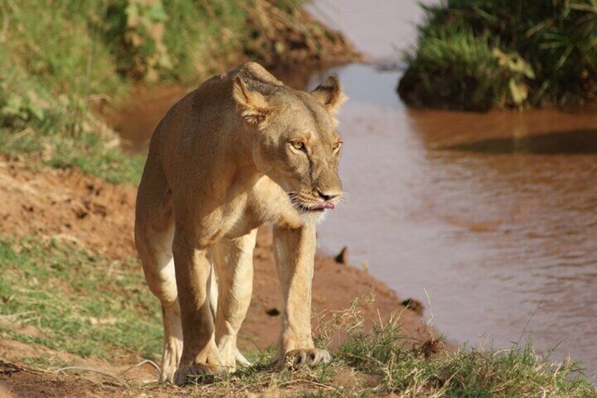 4 Days Ol Pejeta and Samburu National Reserve Safari