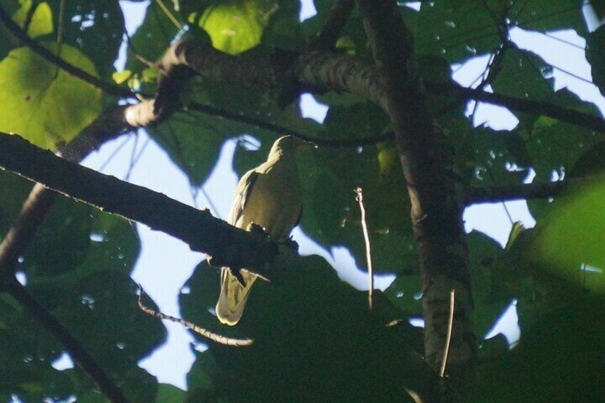  Hike to Elephant beach exploring tropical flora and fauna